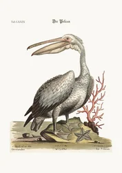 Pelikan, 1749-73
