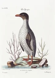 Pingwin, 1770