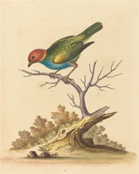 Dziwonia ruda z Surinamu, 1741.