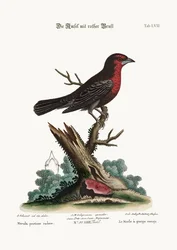 Czarny ptak czerwonopierśny, 1749-73