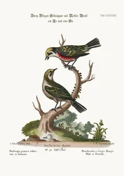 Muchołówki czerwonogardłe, samiec i samica, 1749-73