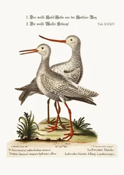Biały Godwit z Zatoki Hudsona. Biała Czerwona Shank lub Pool-snipe, 1749-73