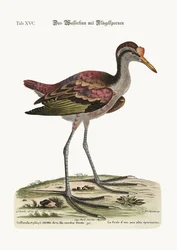 Kura wodna z ostrogami, 1749-73