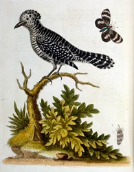 Ilustracja akwarelowa z książki o rzadkich ptakach autorstwa G. Edwardsa z 1750 roku. George Edwards (1694-1773) był brytyjskim przyrodnikiem i ornitologiem. Wiele podróżował po Europie, badając historię naturalną, a w szczególności ptaki. Zdobył pewne uzn