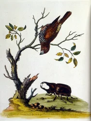 Ilustracja akwarelowa z książki o rzadkich ptakach autorstwa G. Edwardsa z 1750 roku. George Edwards (1694-1773) był brytyjskim przyrodnikiem i ornitologiem. Wiele podróżował po Europie, badając historię naturalną, a w szczególności ptaki. Zdobył pewne uzn
