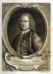 Ilustracja akwarelowa z książki o rzadkich ptakach autorstwa G. Edwardsa z 1750 roku. George Edwards (1694-1773) był brytyjskim przyrodnikiem i ornitologiem. Wiele podróżował po Europie, badając historię naturalną, a w szczególności ptaki. Zdobył pewne uzn