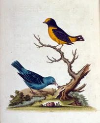 Ilustracja akwarelowa z książki o rzadkich ptakach autorstwa G. Edwardsa z 1750 roku. George Edwards (1694-1773) był brytyjskim przyrodnikiem i ornitologiem. Wiele podróżował po Europie, badając historię naturalną, a w szczególności ptaki. Zdobył pewne uzn