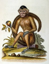 Ilustracja akwarelowa z książki o rzadkich ptakach autorstwa G. Edwardsa z 1750 roku. George Edwards (1694-1773) był brytyjskim przyrodnikiem i ornitologiem. Wiele podróżował po Europie, badając historię naturalną, a w szczególności ptaki. Zdobył pewne uzn