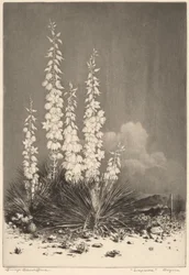 Mydlnica, Arizona (nr 2)