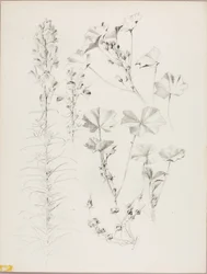 Bez tytułu (Studium botaniczne)