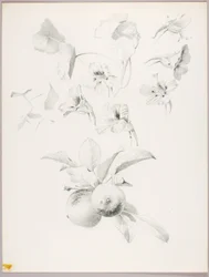 Bez tytułu (Studium botaniczne)