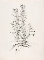 Bez tytułu (Kwiat kardynała, Lobelia Cardinalis)