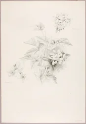 Bez tytułu (Dewberry i Blackberry)