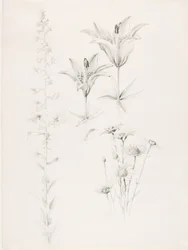 Bez tytułu (lilia, stokrotka, hibiskus)