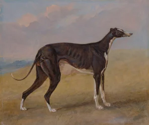 Turk, chart, własność George Lane Fox