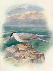 Rybitwa popielata - Sterna macrura, c1910, 1910
