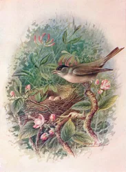 Kapturka - Sylvia atricapilla, c1910, 1910