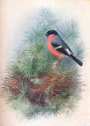 Gil zwyczajny - Pyrrhua europaea, c1910, 1910
