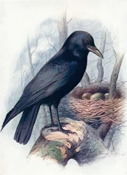 Czarnowron - Corvus corone, c1910, 1910