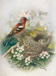 Zięba - Niezamężna Fringilla, c1910, 1910