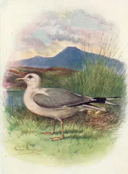Mewa pospolita - Larus canus, c1910, 1910