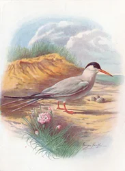 Rybitwa rzeczna - Sterna fluviatilis, c1910, 1910