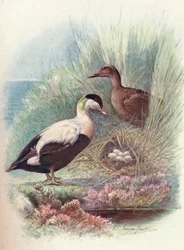 Eider-Duck - Somateria mollissima, c1910, 1910