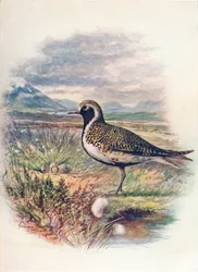 Siewka złota - Charadrius pluvialis, c1910, 1910