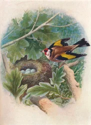 Szczygieł - Carduelis elegans, c1910, 1910
