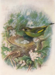 Dzwoniec - Ligurinus chloris, c1910, 1910