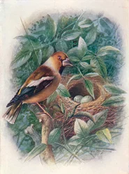 Grubodziób zwyczajny - Coccothraustes vulgaris, c1910, 1910