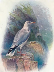 Mewa srebrzysta - Larus argentatus, c1910, 1910