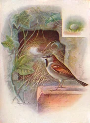 Wróbel domowy — Passer domesticus, c1910, 1910