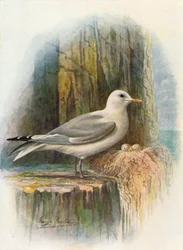 Kittiwake - Rissa tridactyla, c1910, 1910
