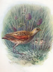Landrail lub derkacz - Crex pratensis, c1910, 1910