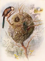 Raniuszek - Acredula caudata, około 1910, 1910