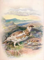 Ptarmigan - Lagopus mutus, c1910, 1910