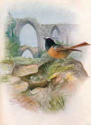 Pleszka - Ruticilla phoenicurus, ok. 1910, 1910