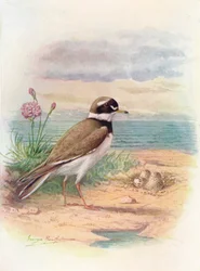 Sieweczka obrożna - Aegialitis hiaticola, c1910, 1910