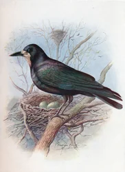Wieża - Corvus frugilegus, c1910, 1910