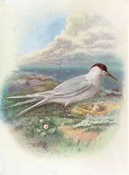 Rybitwa czubata - Sterna cantiaca, ok. 1910, 1910