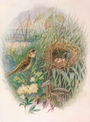 Pokrzewka - Acrocephalus phragmitis, c1910, 1910