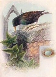 Szpak - Sturnus vulgaris, c1910, 1910