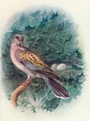 Turtle-Dove - Żółw communis, c1910, 1910
