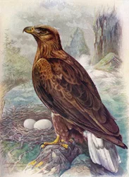 Bielik - Haliaeetus albicilla, około 1910, 1910