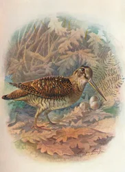 Słonka - Scolopax rusticula, ok. 1910, 1910