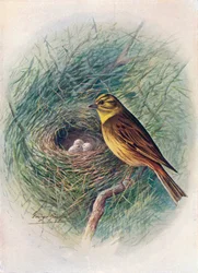 Żółto-młotkowy lub żółto-brązowy - Emberiza citrinella, c1910, 1910