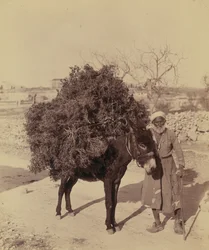 Osioł niosący ładunek korzeni i gałązek na opał, Palestyna, ok. 1900 (zdjęcie))
