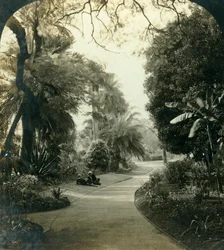 Ścieżka w Queens Park, Brisbane, Australia, c1909.