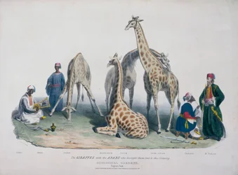Ogrody Zoologiczne, Regent